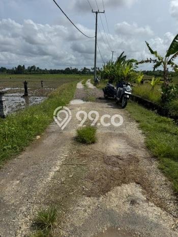 Tanah Kavling Dijual di Tibubiyu, Tabanan dengan Luas Tanah 2000m2 Tanah Kavling Dijual di Tibubiyu, Tabanan dengan Luas Tanah 2000m2