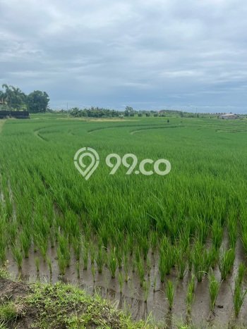 Tanah Dijual Area Strategis di Tibubiyu Tabanan 3300m2 Tanah Dijual Area Strategis di Tibubiyu Tabanan 3300m2