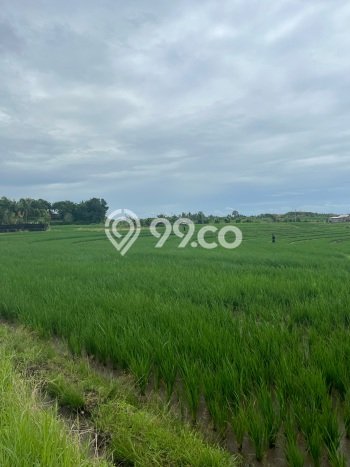 Tanah Dijual Area Strategis di Tibubiyu Tabanan 3300m2 Tanah Dijual Area Strategis di Tibubiyu Tabanan 3300m2