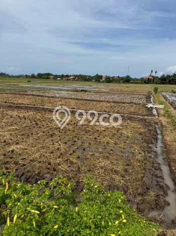 Untuk Dijual Tanah di Tabanan Tabanan Luas 2050m2 SHM Untuk Dijual Tanah di Tabanan Tabanan Luas 2050m2 SHM