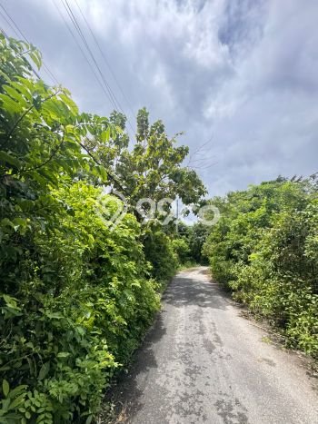 Tanah Disewa Strategis di Badung Luas 1800m2 Tanah Disewa Strategis di Badung Luas 1800m2
