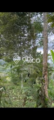Tanah Strategis Dijual di Petang Badung 13500m2 Tanah Strategis Dijual di Petang Badung 13500m2