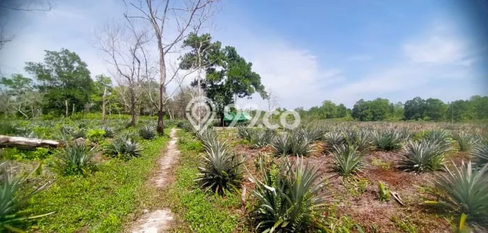 Tanah Strategis Dijual di Pontianak Selatan Pontianak 196m2 Tanah Strategis Dijual di Pontianak Selatan Pontianak 196m2