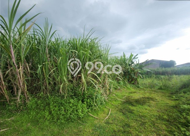 Lahan Investasi Lokasi Bangsal Mojokerto SHM Lahan Investasi Lokasi Bangsal Mojokerto SHM