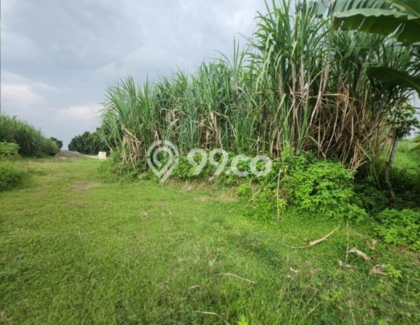 Lahan Investasi Lokasi Bangsal Mojokerto SHM Lahan Investasi Lokasi Bangsal Mojokerto SHM