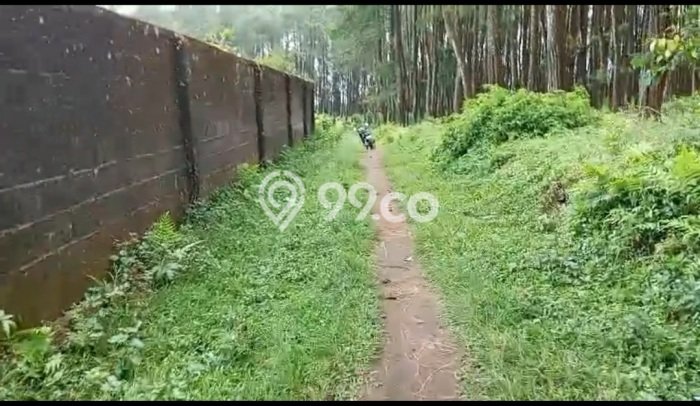 Tanah Dijual Lokasi Tutur Pasuruan SHM Tanah Dijual Lokasi Tutur Pasuruan SHM