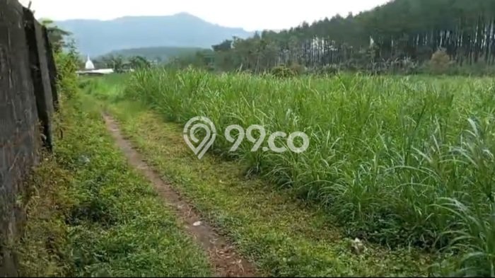 Tanah Dijual Lokasi Tutur Pasuruan SHM Tanah Dijual Lokasi Tutur Pasuruan SHM