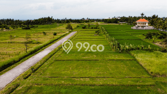 Tanah Siap Bangun Dijual di Tabanan Punya Luas 500m2 Tanah Siap Bangun Dijual di Tabanan Punya Luas 500m2
