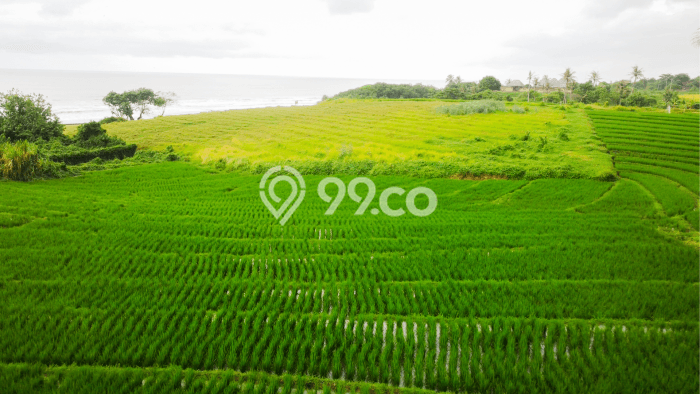 Untuk Dijual Tanah 2350m2 di Klecung, Tabanan Untuk Dijual Tanah 2350m2 di Klecung, Tabanan
