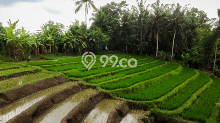 Tanah Dijual di Tabanan Seluas 1300m2 Strategis Tanah Dijual di Tabanan Seluas 1300m2 Strategis