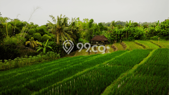 Tanah Dijual di Tabanan Seluas 1300m2 Strategis Tanah Dijual di Tabanan Seluas 1300m2 Strategis