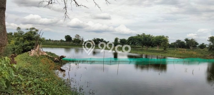 Lahan Kosong Dijual di Kalitengah, Lamongan, Luas 2620m2 Area Strategis Lahan Kosong Dijual di Kalitengah, Lamongan, Luas 2620m2 Area Strategis