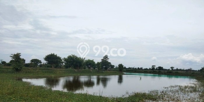 Lahan Kosong Dijual di Kalitengah, Lamongan, Luas 2620m2 Area Strategis Lahan Kosong Dijual di Kalitengah, Lamongan, Luas 2620m2 Area Strategis