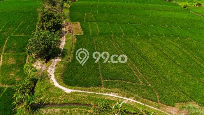 Tanah Dijual di Tabanan Seluas 4000m2 Strategis Tanah Dijual di Tabanan Seluas 4000m2 Strategis