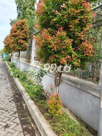 Dijual Rumah Mewah Exclusive di Tambaksari, Surabaya Dijual Rumah Mewah Exclusive di Tambaksari, Surabaya