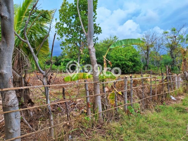 Tanah Dijual Area Strategis di Lovina Buleleng 1250m2 Tanah Dijual Area Strategis di Lovina Buleleng 1250m2