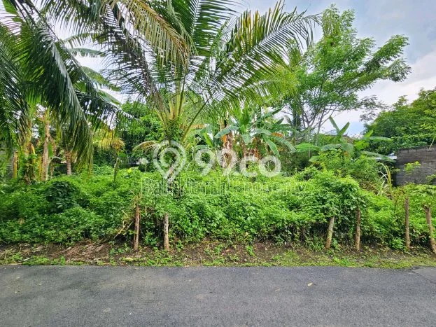 Kavling Tanah untuk Dijual di Lovina, Buleleng, Luas 300m2 Kavling Tanah untuk Dijual di Lovina, Buleleng, Luas 300m2