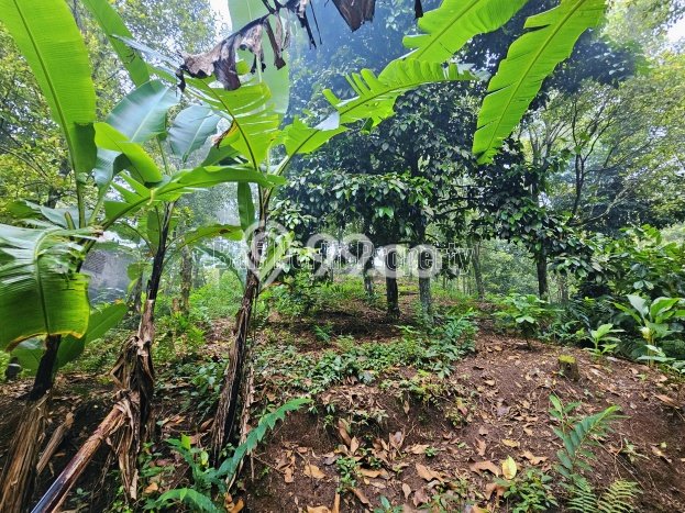 Dijual Tanah di Buleleng Buleleng Luas 1500m2 SHM Dijual Tanah di Buleleng Buleleng Luas 1500m2 SHM