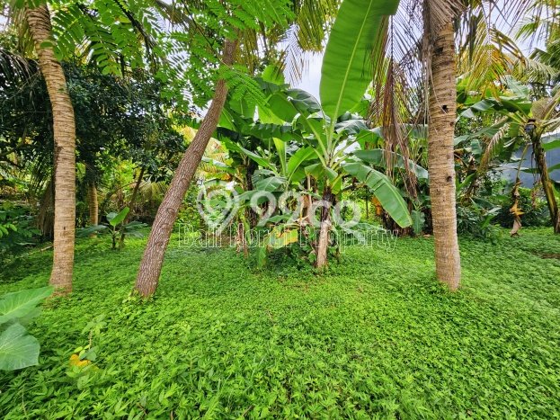 Tanah Siap Bangun Dijual di Buleleng Punya Luas 400m2 Tanah Siap Bangun Dijual di Buleleng Punya Luas 400m2