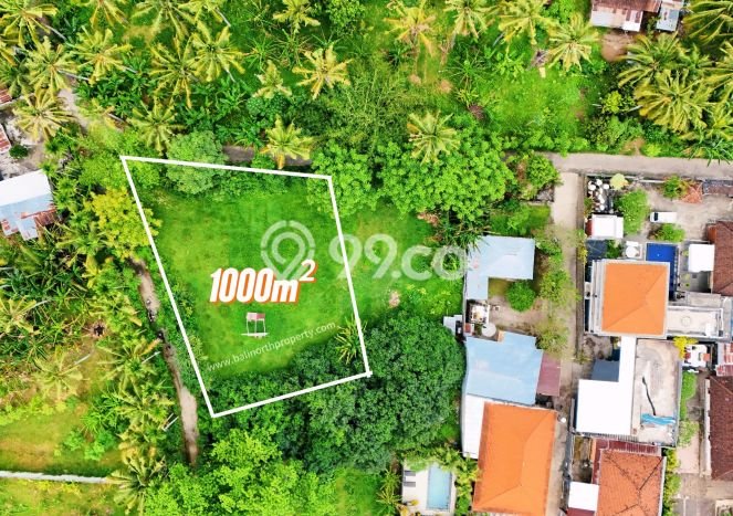 Untuk Dijual Tanah 1000m2 di Lovina, Buleleng Untuk Dijual Tanah 1000m2 di Lovina, Buleleng