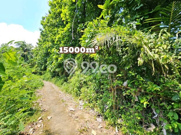 Tanah Dijual Area Strategis di Lovina Buleleng 15000m2 Tanah Dijual Area Strategis di Lovina Buleleng 15000m2