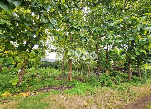 Tanah Dijual Area Strategis di Lovina Buleleng 600m2 Tanah Dijual Area Strategis di Lovina Buleleng 600m2