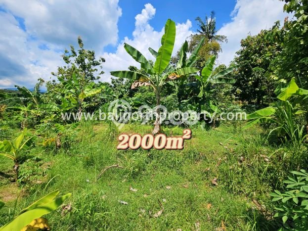 Tanah di Buleleng, Buleleng Luas 2000m2 Dijual Segera Tanah di Buleleng, Buleleng Luas 2000m2 Dijual Segera
