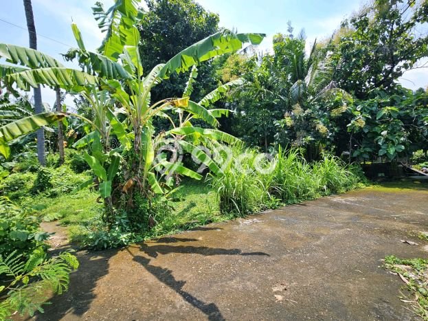 Dijual Tanah 215m2 di Lovina, Buleleng Dijual Tanah 215m2 di Lovina, Buleleng