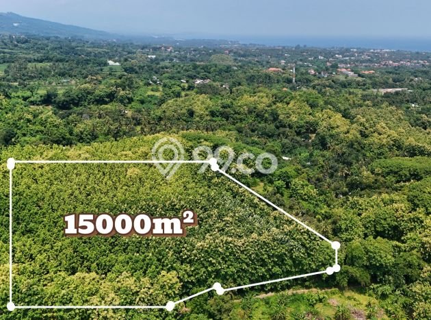 Tanah Dijual Area Strategis di Lovina Buleleng 15000m2 Tanah Dijual Area Strategis di Lovina Buleleng 15000m2