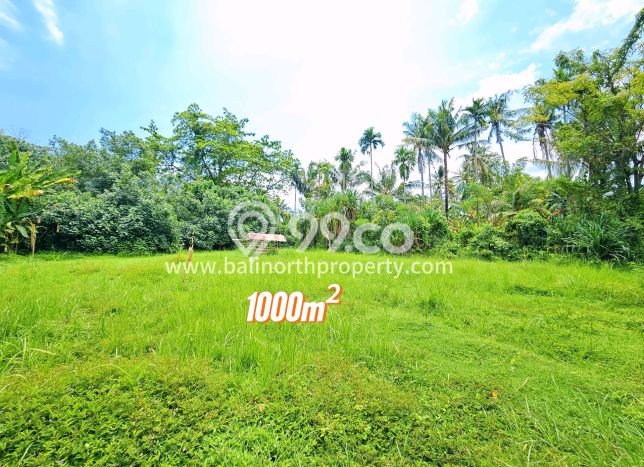 Untuk Dijual Tanah 1000m2 di Lovina, Buleleng Untuk Dijual Tanah 1000m2 di Lovina, Buleleng