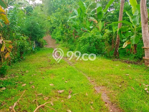 Dijual Tanah Lokasi Lovina, Buleleng Seluas 400m2 Dijual Tanah Lokasi Lovina, Buleleng Seluas 400m2
