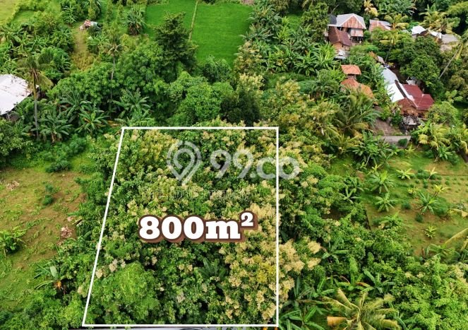 Kavling Tanah untuk Dijual di Lovina, Buleleng, Luas 800m2 Kavling Tanah untuk Dijual di Lovina, Buleleng, Luas 800m2