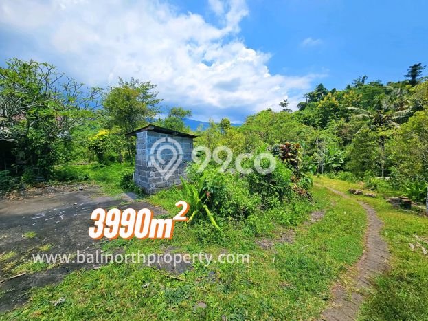 Dijual Tanah di Buleleng Buleleng Luas 3990m2 SHM Dijual Tanah di Buleleng Buleleng Luas 3990m2 SHM