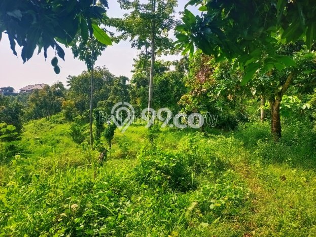 Tanah Dijual di Buleleng Seluas 17000m2 Strategis Tanah Dijual di Buleleng Seluas 17000m2 Strategis