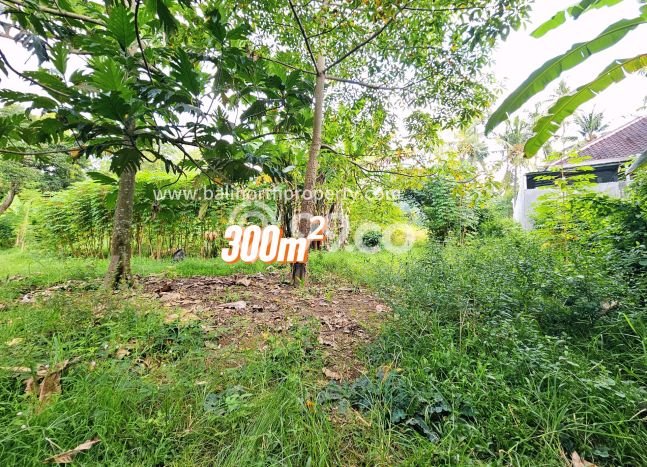 Kavling Tanah untuk Dijual di Lovina, Buleleng, Luas 300m2 Kavling Tanah untuk Dijual di Lovina, Buleleng, Luas 300m2