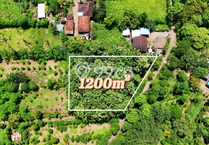 Untuk Dijual Tanah 1200m2 di Pemuteran, Buleleng Untuk Dijual Tanah 1200m2 di Pemuteran, Buleleng