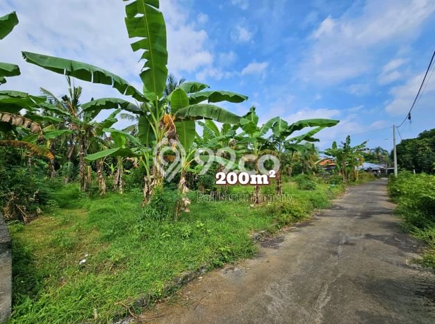 Dijual Tanah Lokasi Lovina, Buleleng Seluas 200m2 Dijual Tanah Lokasi Lovina, Buleleng Seluas 200m2