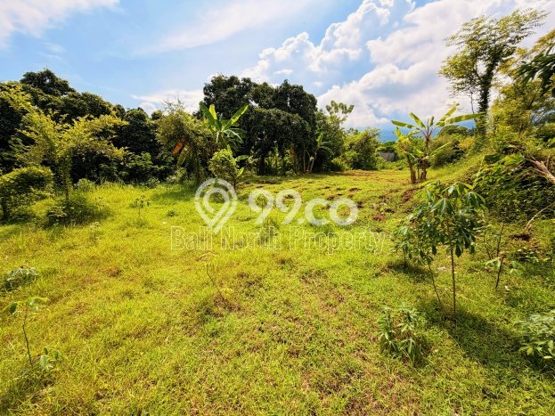 Tanah Dijual di Buleleng Seluas 1000m2 Strategis Tanah Dijual di Buleleng Seluas 1000m2 Strategis