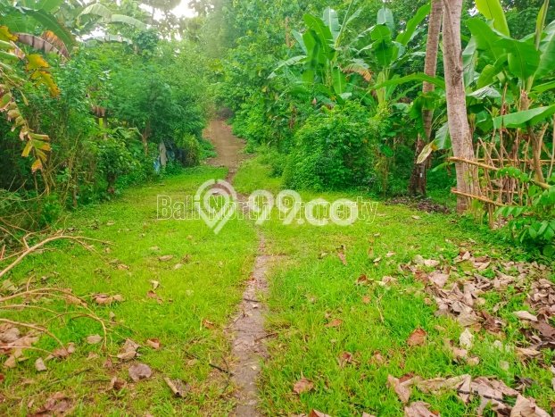 Dijual Tanah Lokasi Lovina, Buleleng Seluas 400m2 Dijual Tanah Lokasi Lovina, Buleleng Seluas 400m2