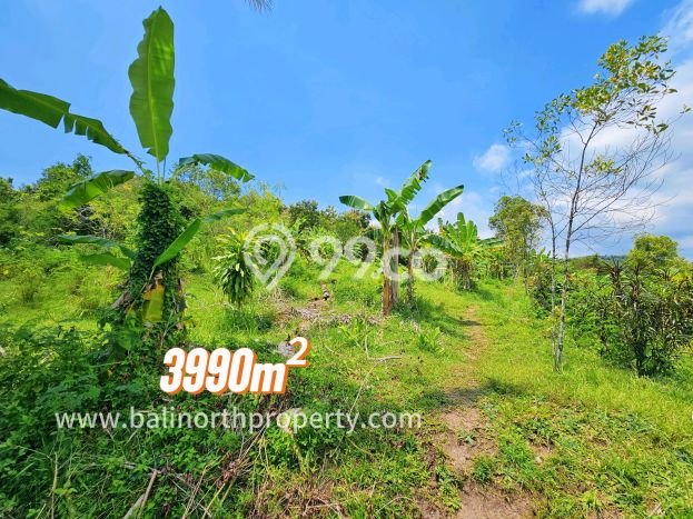 Dijual Tanah di Buleleng Buleleng Luas 3990m2 SHM Dijual Tanah di Buleleng Buleleng Luas 3990m2 SHM