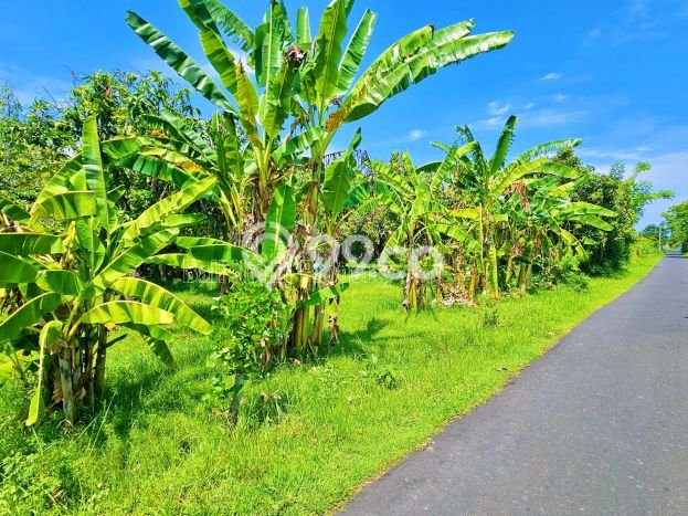 Tanah Dijual Area Strategis di Lovina Buleleng 1500m2 Tanah Dijual Area Strategis di Lovina Buleleng 1500m2