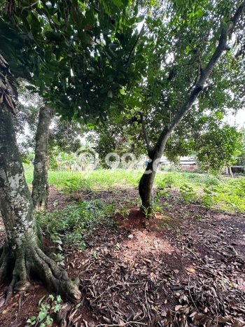Tanah untuk Dijual di Jatisampurna Bekasi Luas 724m2 Tanah untuk Dijual di Jatisampurna Bekasi Luas 724m2