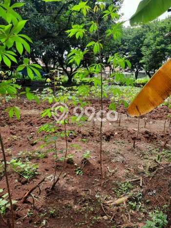 Tanah untuk Dijual Lokasi Cileungsi, Bogor Luas 1666m2 SHM Tanah untuk Dijual Lokasi Cileungsi, Bogor Luas 1666m2 SHM