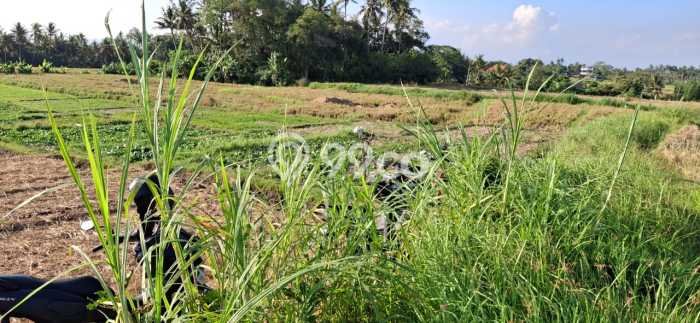 Untuk Dijual Tanah 900m2 di Kedungu, Tabanan Untuk Dijual Tanah 900m2 di Kedungu, Tabanan