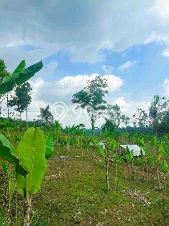Tanah Kosong Dijual di Gianyar dengan Area 342m2 Tanah Kosong Dijual di Gianyar dengan Area 342m2