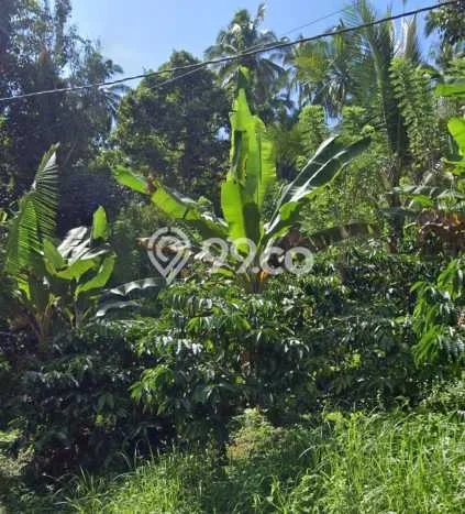 Dijual Tanah di Selemadeg Tabanan Luas 7150m2 SHM Dijual Tanah di Selemadeg Tabanan Luas 7150m2 SHM