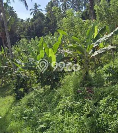 Dijual Tanah di Selemadeg Tabanan Luas 7150m2 SHM Dijual Tanah di Selemadeg Tabanan Luas 7150m2 SHM