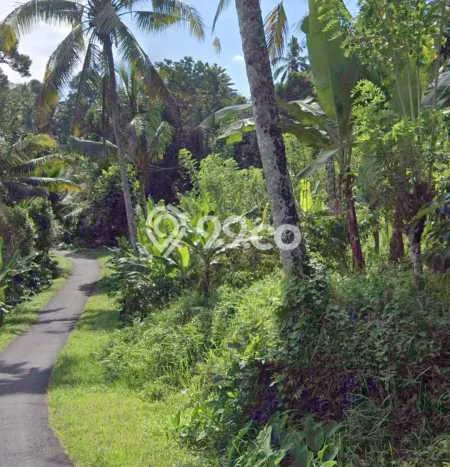 Dijual Tanah di Selemadeg Tabanan Luas 7150m2 SHM Dijual Tanah di Selemadeg Tabanan Luas 7150m2 SHM
