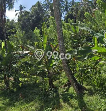 Dijual Tanah di Selemadeg Tabanan Luas 7150m2 SHM Dijual Tanah di Selemadeg Tabanan Luas 7150m2 SHM