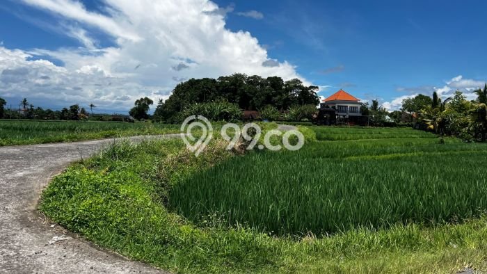 Tanah di Tabanan, Tabanan Luas 2400m2 Dijual Segera Tanah di Tabanan, Tabanan Luas 2400m2 Dijual Segera